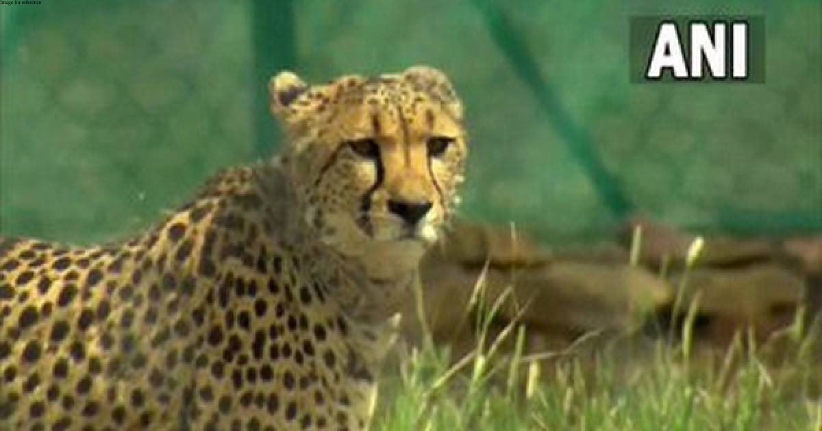 After PM Modi seeks suggestions in 'Mann Ki Baat', Cheetahs in Kuno National Park renamed